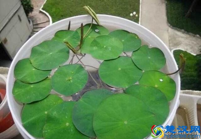 养盆栽睡莲、碗莲,一个小技巧,叶子蹭蹭长满盆,一次开10朵!