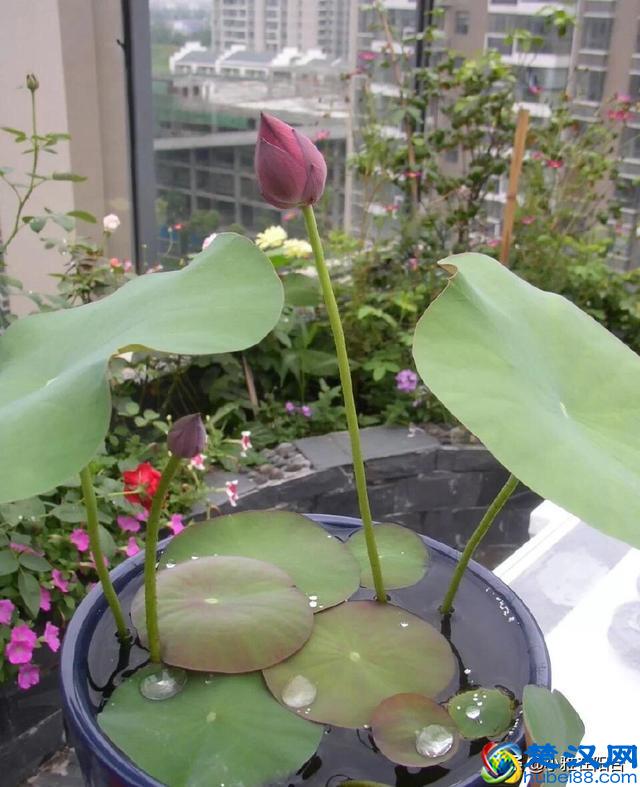 养盆栽睡莲、碗莲,一个小技巧,叶子蹭蹭长满盆,一次开10朵!