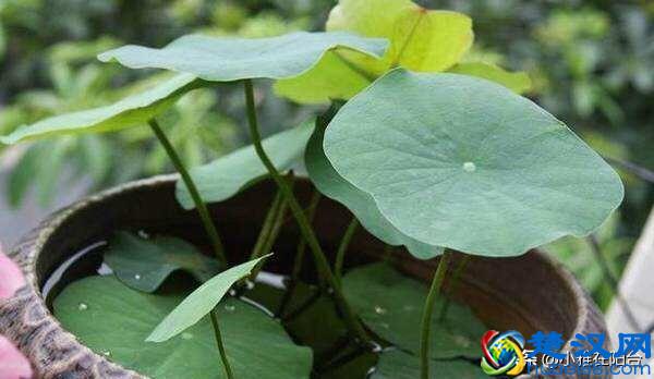 养盆栽睡莲、碗莲,一个小技巧,叶子蹭蹭长满盆,一次开10朵!