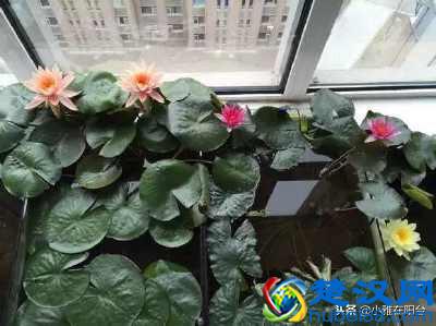 养盆栽睡莲、碗莲,一个小技巧,叶子蹭蹭长满盆,一次开10朵!