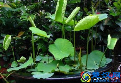 养盆栽睡莲、碗莲,一个小技巧,叶子蹭蹭长满盆,一次开10朵!
