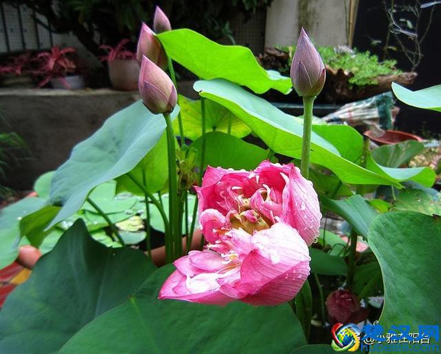 养盆栽睡莲、碗莲,一个小技巧,叶子蹭蹭长满盆,一次开10朵!