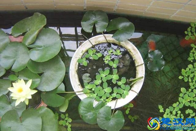 养盆栽睡莲、碗莲,一个小技巧,叶子蹭蹭长满盆,一次开10朵!