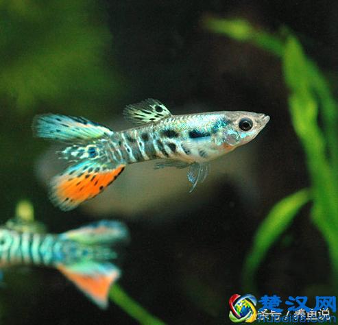 孔雀鱼怎么养？我把一切告诉你