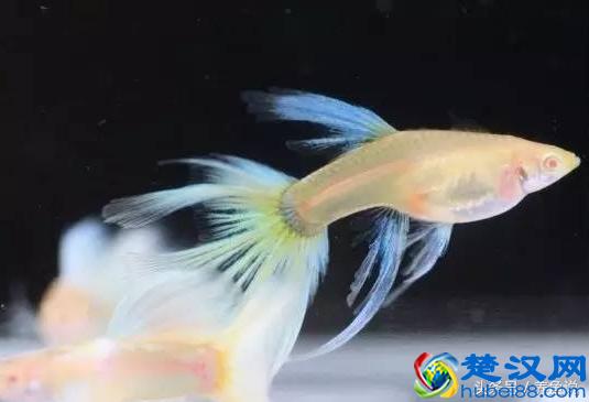 孔雀鱼怎么养？我把一切告诉你