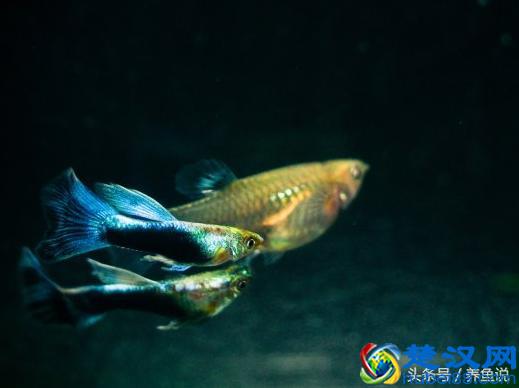 孔雀鱼怎么养？我把一切告诉你