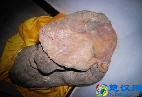 太岁到底是什么？太岁可以泡水里一直活下去吗？