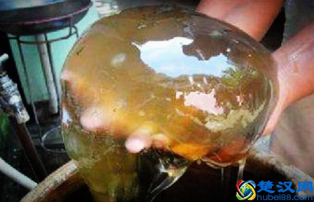 太岁到底是什么？太岁可以泡水里一直活下去吗？