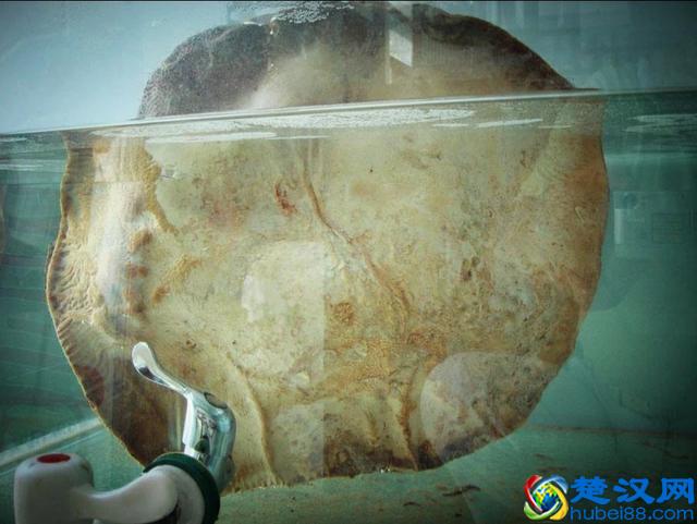 太岁到底是什么？太岁可以泡水里一直活下去吗？