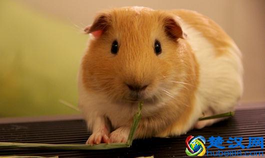 荷兰猪怎么养？荷兰猪的价值