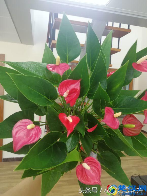 红掌叶子发黄怎么办？就用它们俩，持续喷上一个周，叶绿花艳