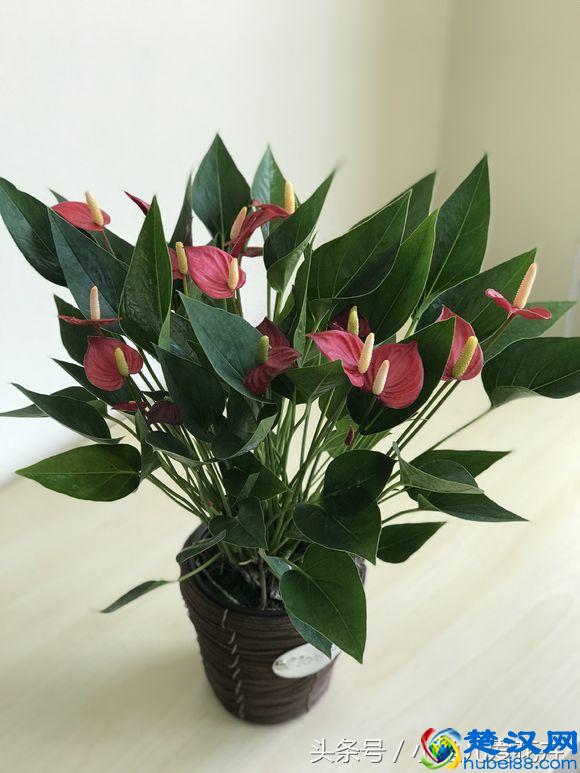 红掌叶子发黄怎么办？就用它们俩，持续喷上一个周，叶绿花艳