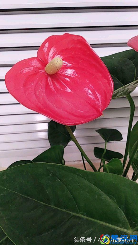 红掌叶子发黄怎么办？就用它们俩，持续喷上一个周，叶绿花艳