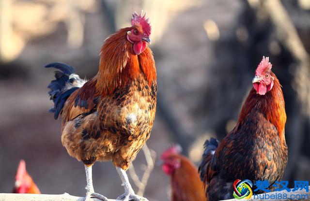 蜈蚣的天敌公鸡，为何吃蜈蚣不会毒死公鸡？