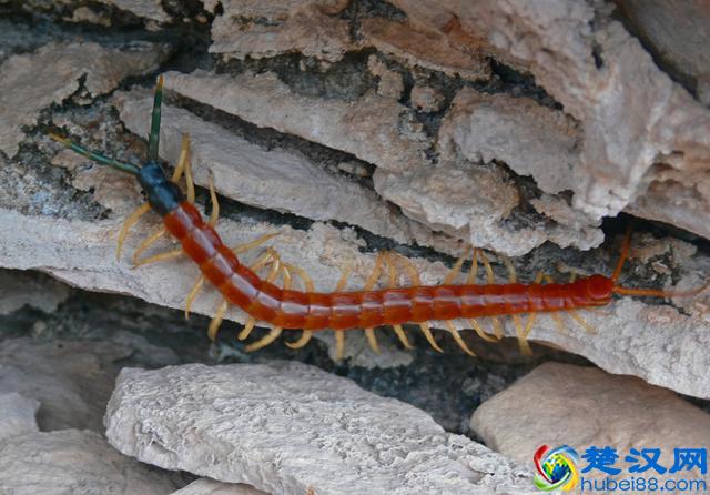 蜈蚣的天敌公鸡，为何吃蜈蚣不会毒死公鸡？