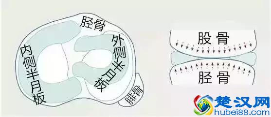 半月板到底是什么，让我们进入膝关节探索一下半月板损伤！