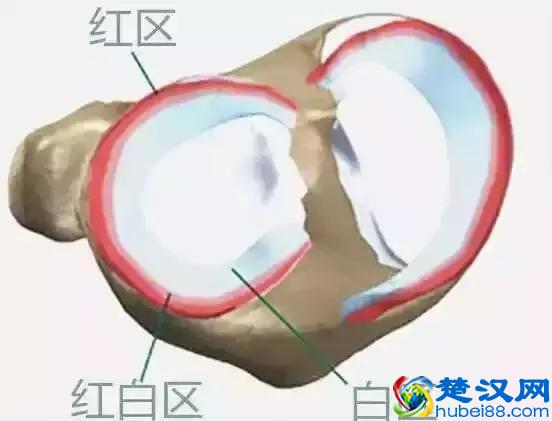 半月板到底是什么，让我们进入膝关节探索一下半月板损伤！
