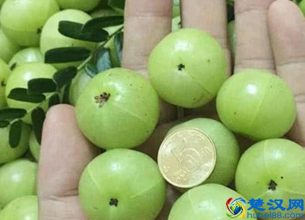 南方才有的5种水果，北方人见都没见过，你见过几种呢？