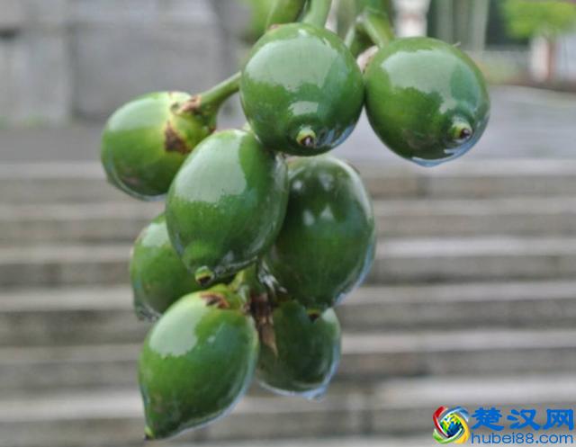 南方才有的5种水果，北方人见都没见过，你见过几种呢？