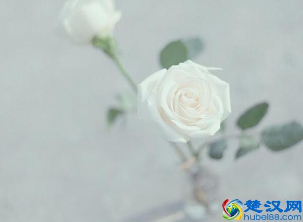 白玫瑰的花语是什么,白玫瑰代表什么意思(纯纯的爱)