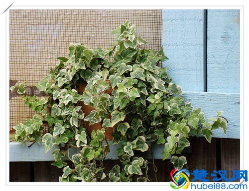 新房装修后放什么植物好？推荐6种最适合去除甲醛的植物！