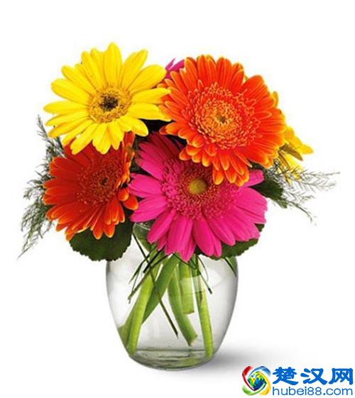 新房装修后放什么植物好？推荐6种最适合去除甲醛的植物！