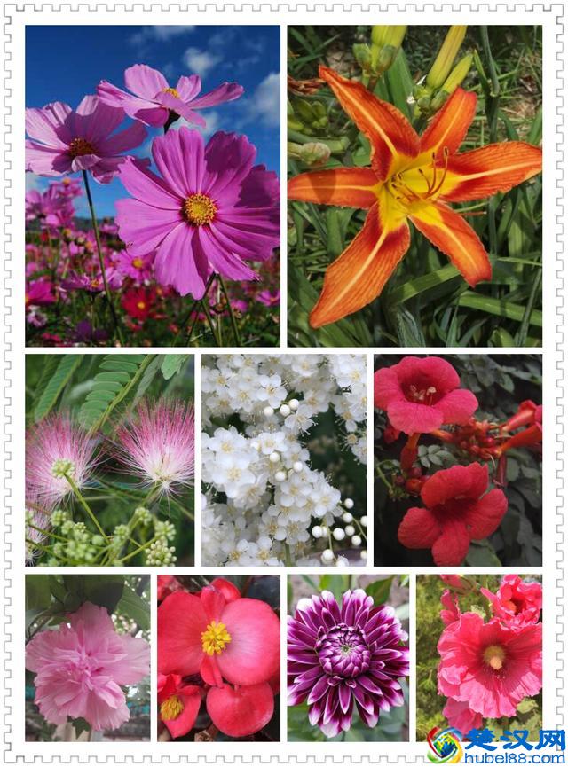 6月里身边常见的10种花儿，快来认识一下吧！