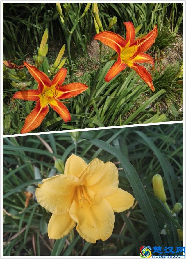 6月里身边常见的10种花儿，快来认识一下吧！