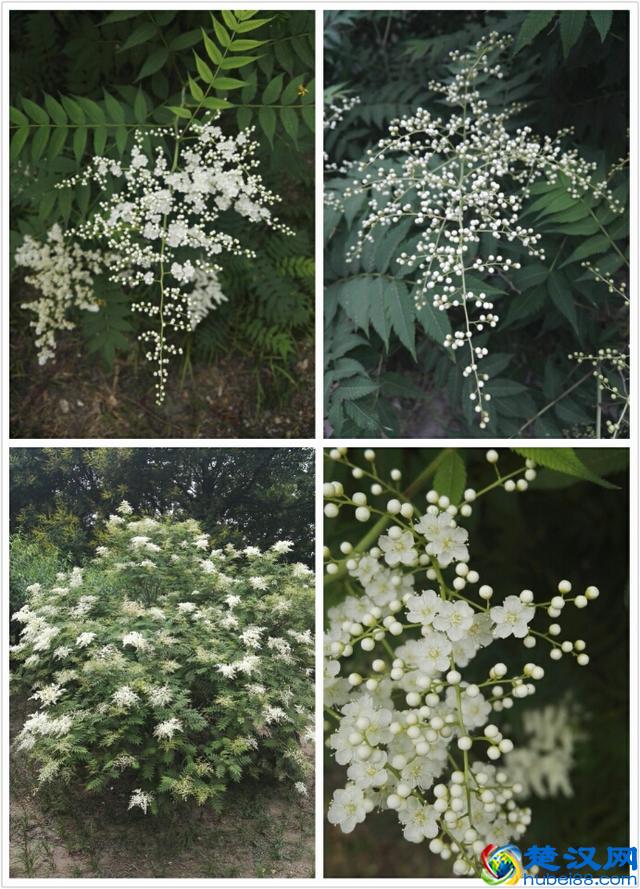 6月里身边常见的10种花儿，快来认识一下吧！