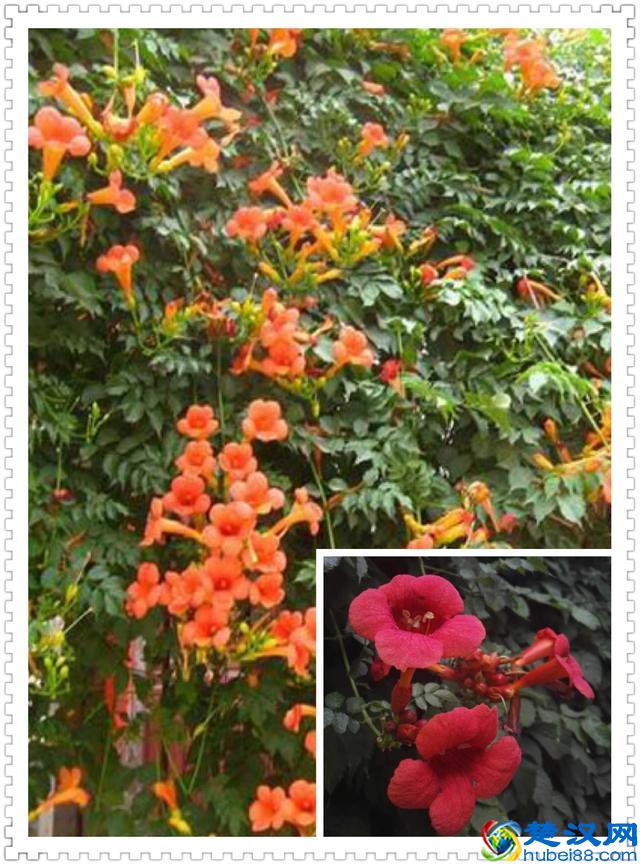 6月里身边常见的10种花儿，快来认识一下吧！