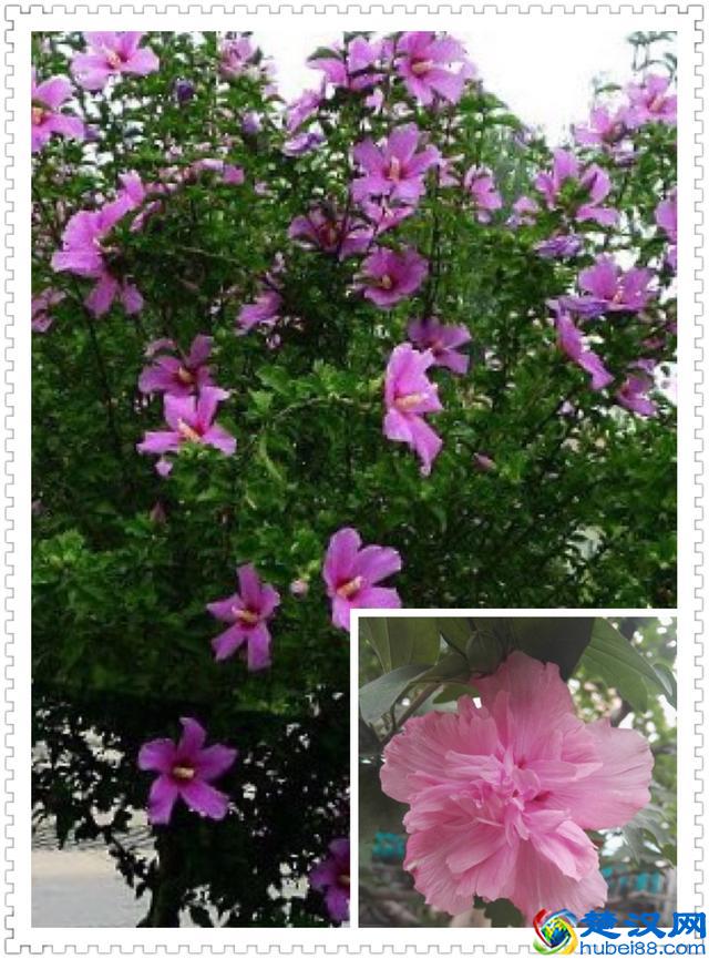 6月里身边常见的10种花儿，快来认识一下吧！