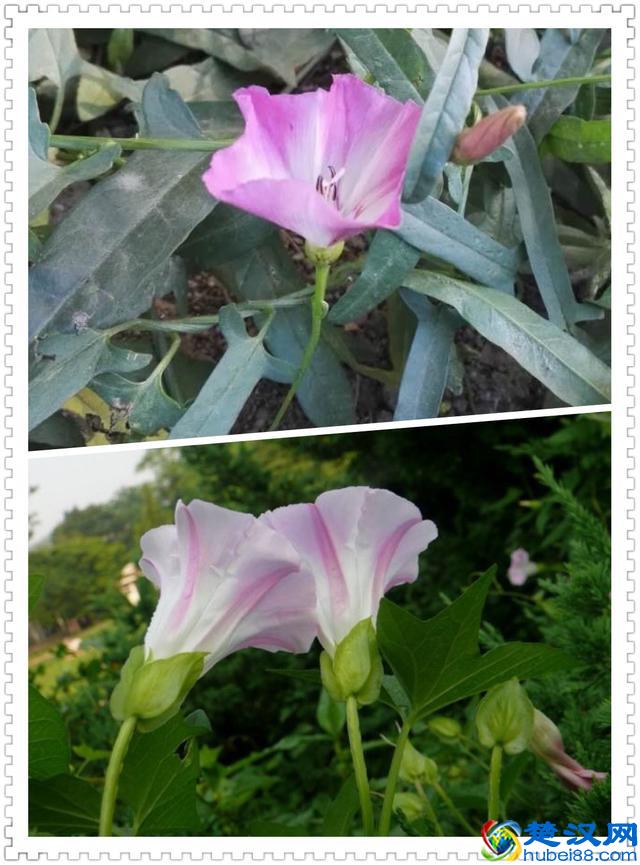 6月里身边常见的10种花儿，快来认识一下吧！