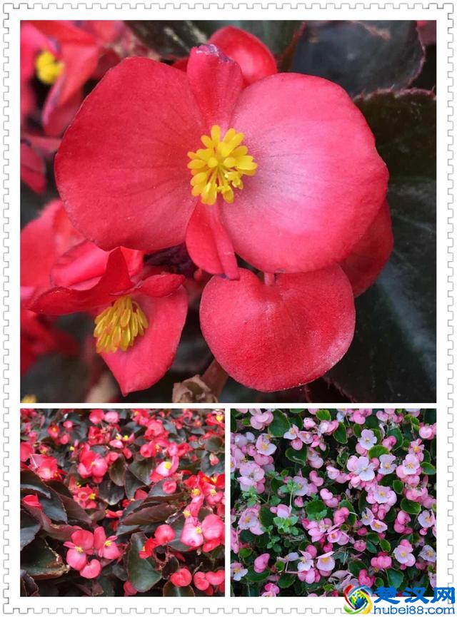 6月里身边常见的10种花儿，快来认识一下吧！