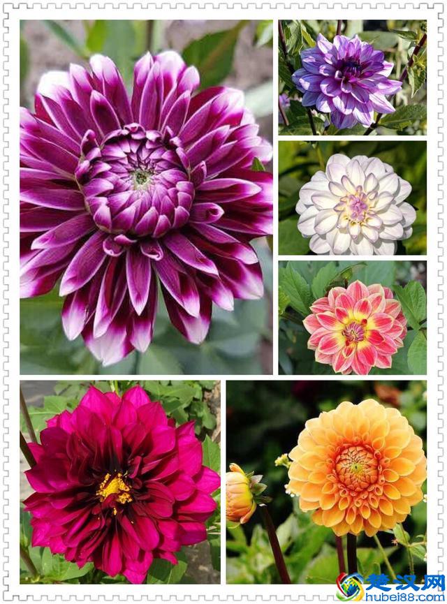 6月里身边常见的10种花儿，快来认识一下吧！