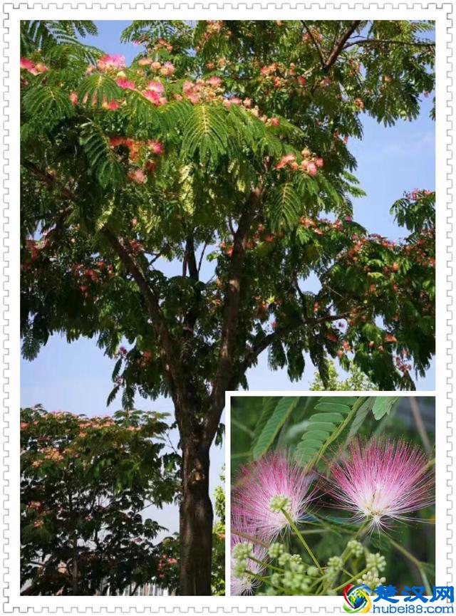 6月里身边常见的10种花儿，快来认识一下吧！