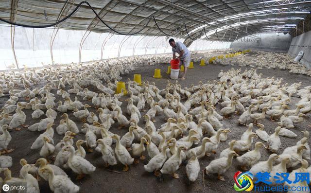 2019年农村养殖业有什么好的发展项目，如何选择