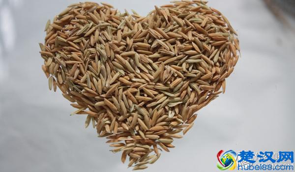 什么大米值得买？图文良心详评5款平民好米！