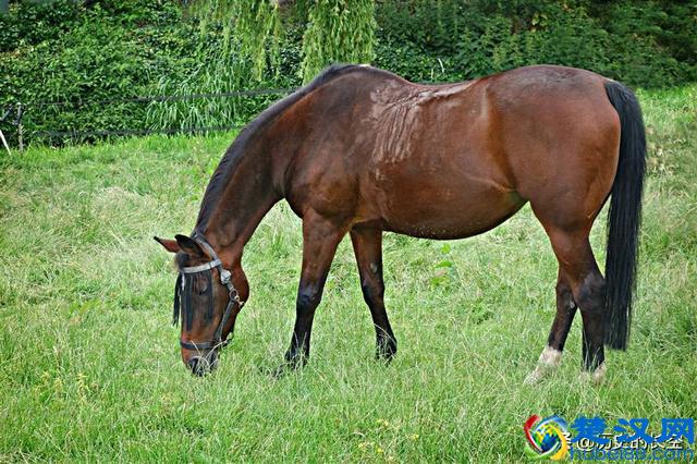 古人言：“好马不吃回头草”，下半句才是精华，道尽老祖宗智慧！