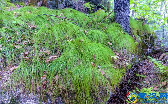 东北三宝之一的乌拉草，有什么作用？