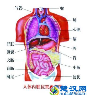 中医讲的五脏六腑都指什么？如何保养？