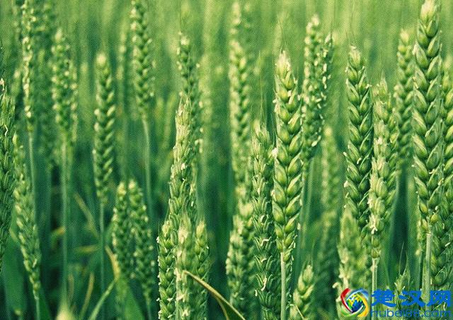 农历二十四节气之小满：四月中旬小满者，物致此小得盈满