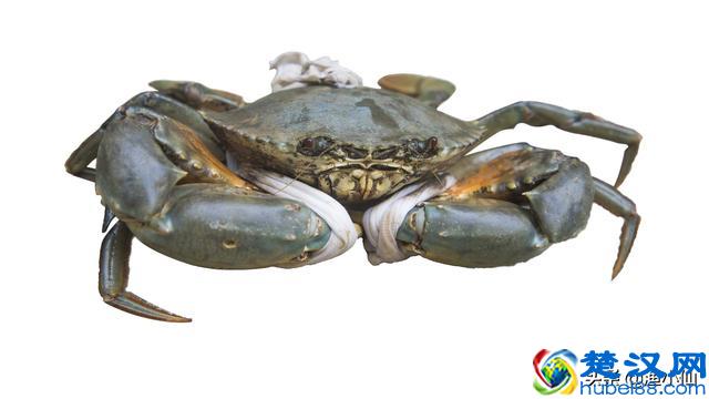 蟹黄和蟹膏真是一种东西吗？螃蟹吃了不少，可是真没多少人懂