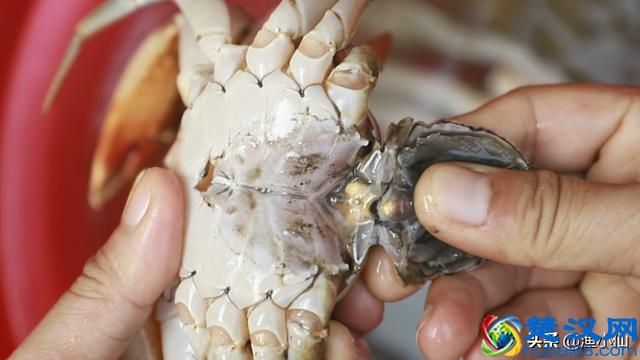 蟹黄和蟹膏真是一种东西吗？螃蟹吃了不少，可是真没多少人懂