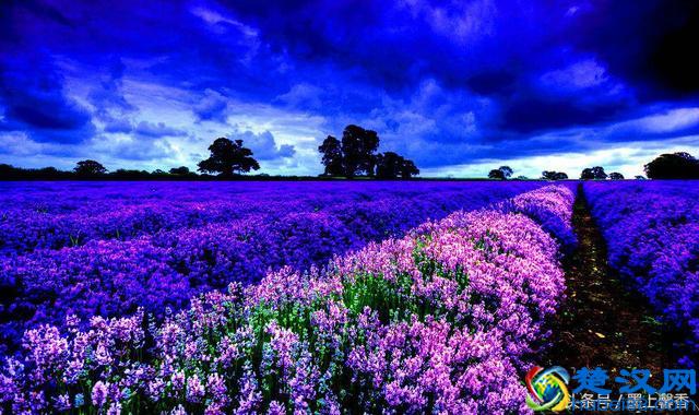 一望无际的是绝美花海，看着都感到好幸福！