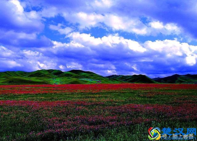 一望无际的是绝美花海，看着都感到好幸福！