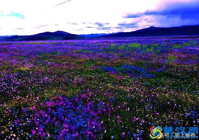 一望无际的是绝美花海，看着都感到好幸福！