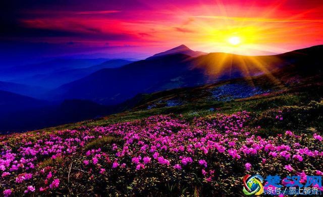 一望无际的是绝美花海，看着都感到好幸福！