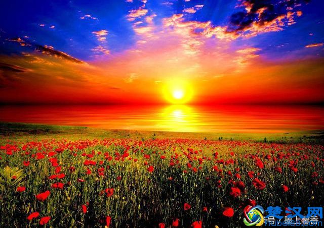 一望无际的是绝美花海，看着都感到好幸福！