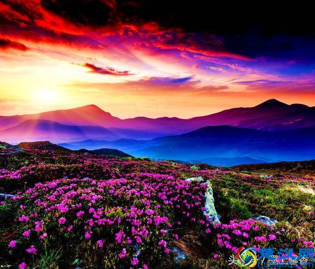 一望无际的是绝美花海，看着都感到好幸福！
