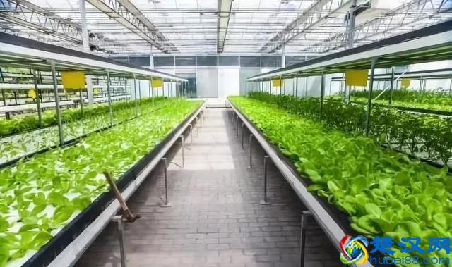 令人震撼的现代农业
